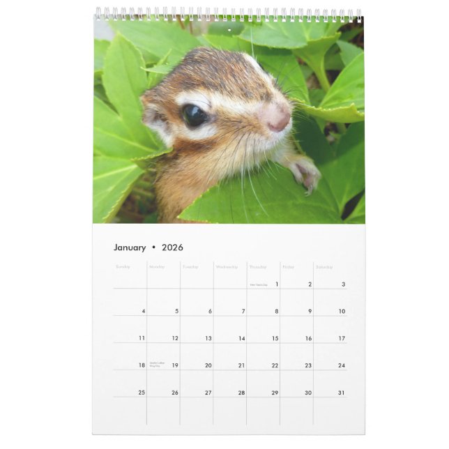 Chipmunk-Foto (4) Kalender (Jan 2026)