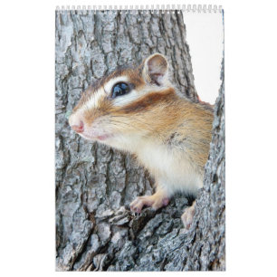 Chipmunk-Foto (4) Kalender