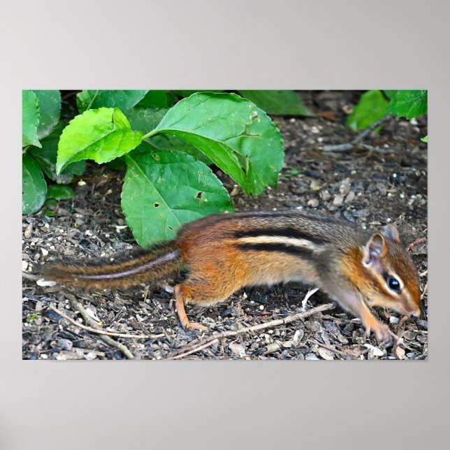 Chipmunk-Foto-Poster Poster (Vorne)
