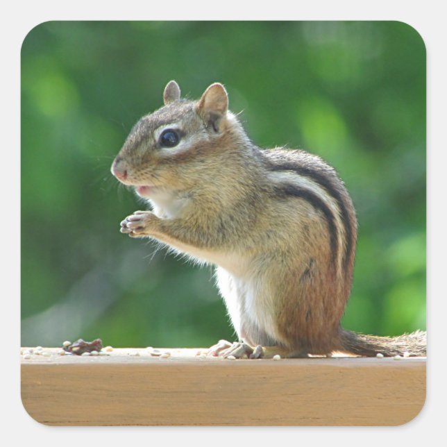 Chipmunk-Foto Quadratischer Aufkleber (Vorderseite)