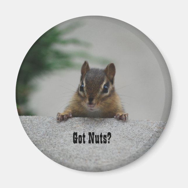 Chipmunk 'Got Nuts' Magnet (Vorne)