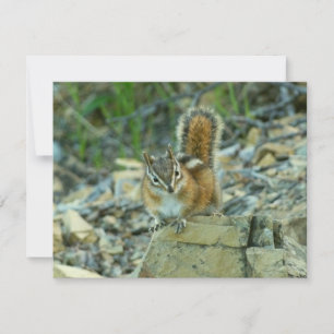 Chipmunk im Glacier-Nationalpark