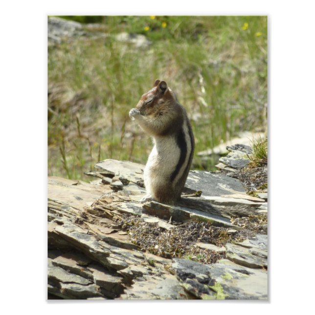 Chipmunk im Glacier-Nationalpark II Fotodruck (Vorne)