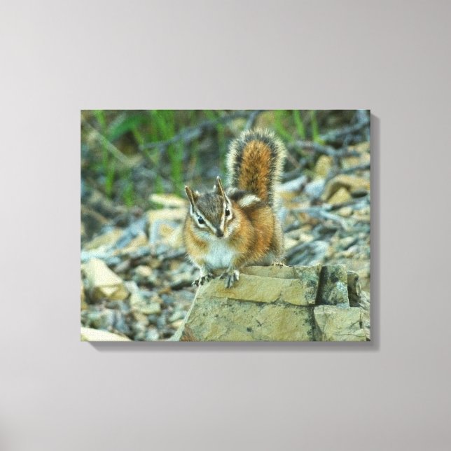 Chipmunk im Glacier-Nationalpark Leinwanddruck (Vorderseite)