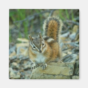 Chipmunk im Glacier-Nationalpark Magnet