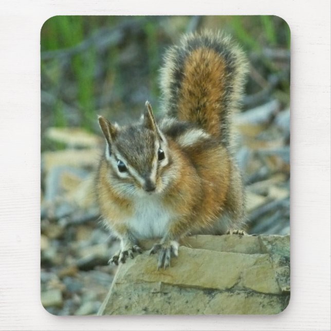 Chipmunk im Glacier-Nationalpark Mousepad (Vorne)