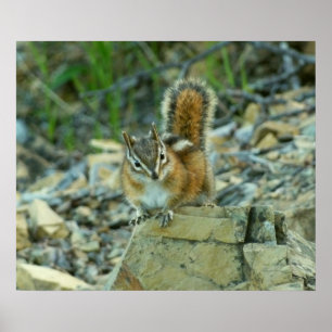 Chipmunk im Glacier-Nationalpark Poster