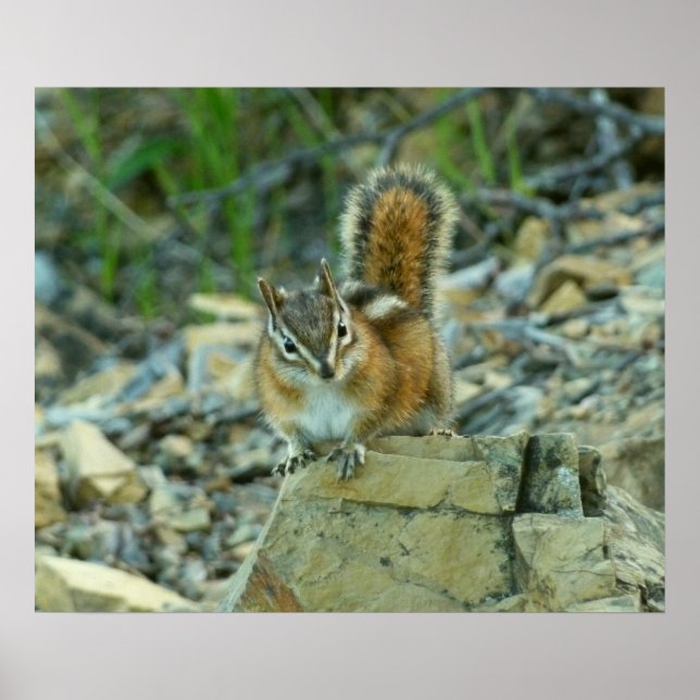 Chipmunk im Glacier-Nationalpark Poster (Vorne)