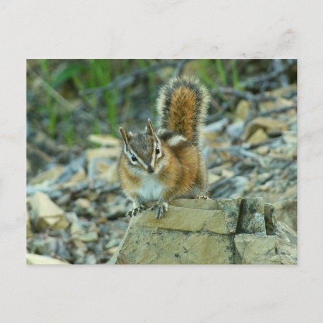 Chipmunk im Glacier-Nationalpark Postkarte (Vorderseite)