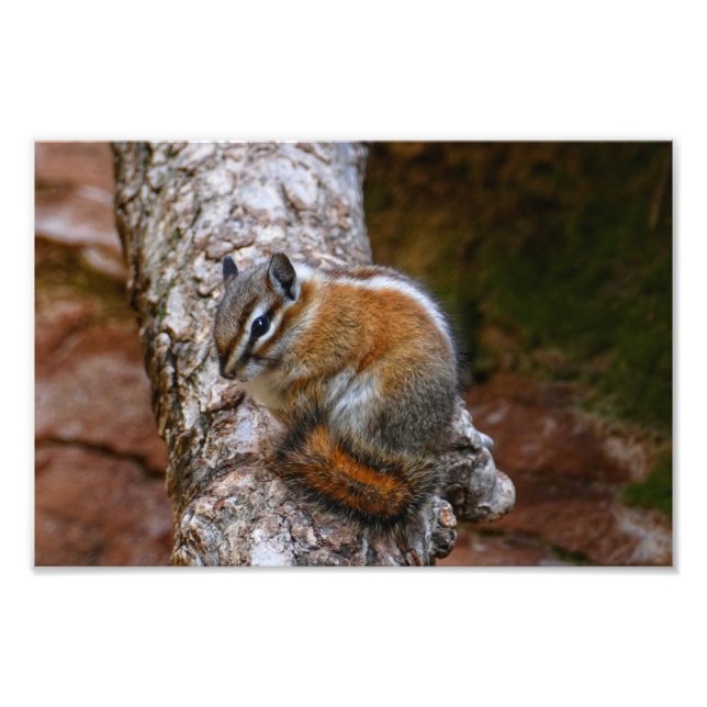 Chipmunk im Zion-Nationalpark Fotodruck (Vorne)