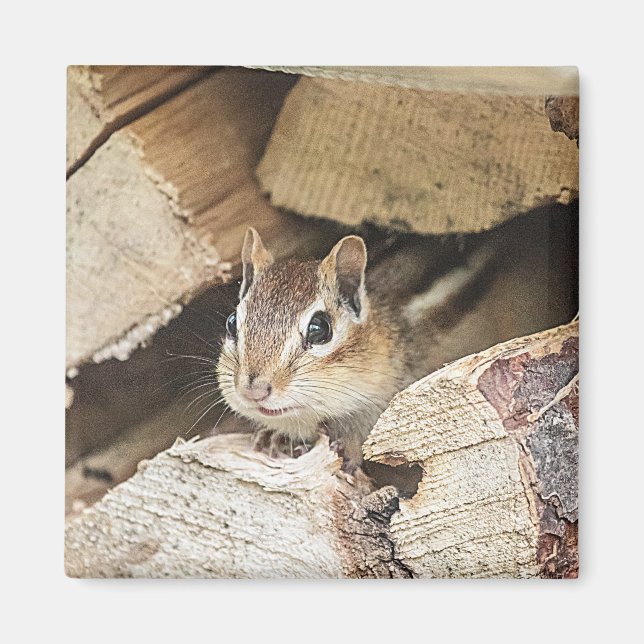 Chipmunk in einem Holzstapel Magnet (Vorne)