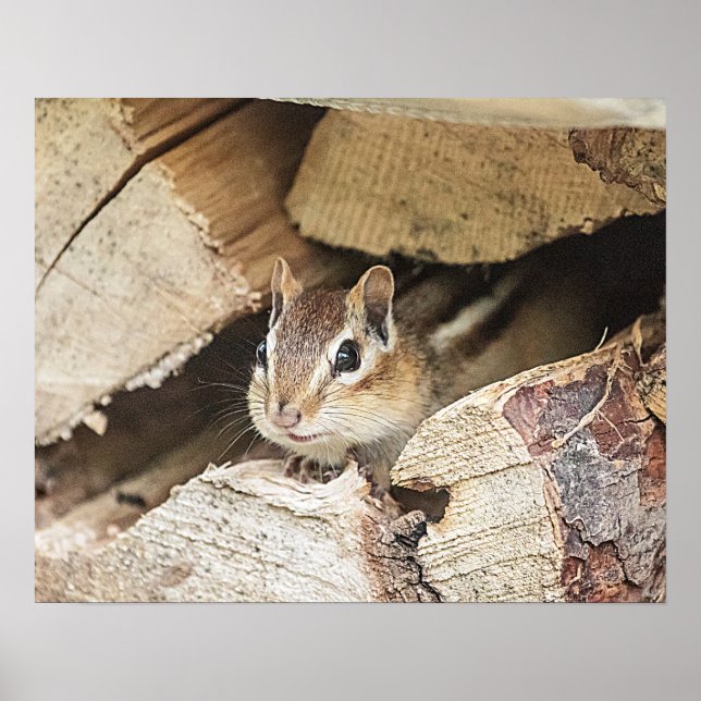 Chipmunk in einem Holzstapel Poster (Vorne)