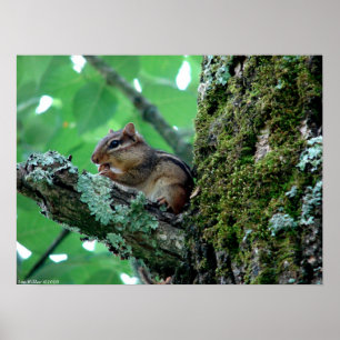 Chipmunk in Treating Breakfast Poster