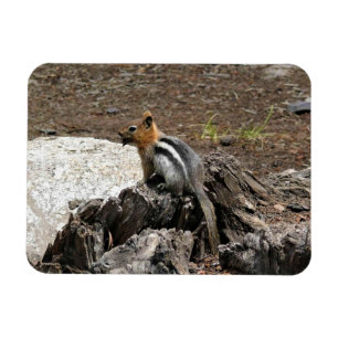 Chipmunk in Yosemite, Kalifornien Magnet