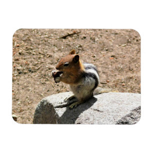 Chipmunk in Yosemite, Kalifornien Magnet