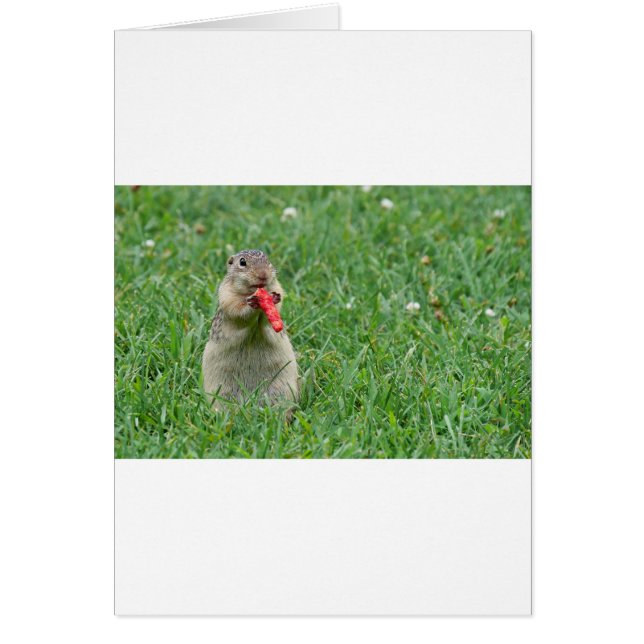 Chipmunk.JPG (Vorne)