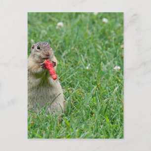 Chipmunk.JPG Postkarte