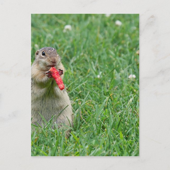 Chipmunk.JPG Postkarte (Vorderseite)
