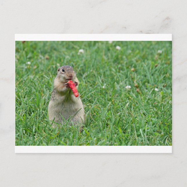 Chipmunk.JPG Postkarte (Vorderseite)