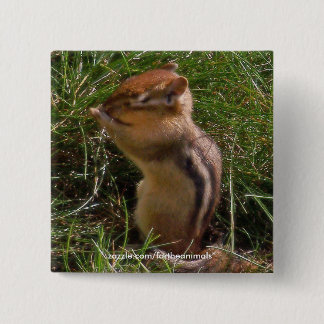 Chipmunk - Knopf Button