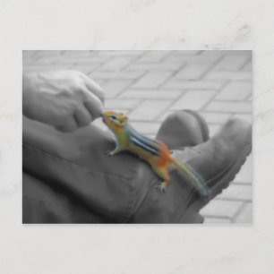 Chipmunk Lunch Postkarte