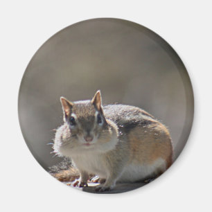 Chipmunk Magnet