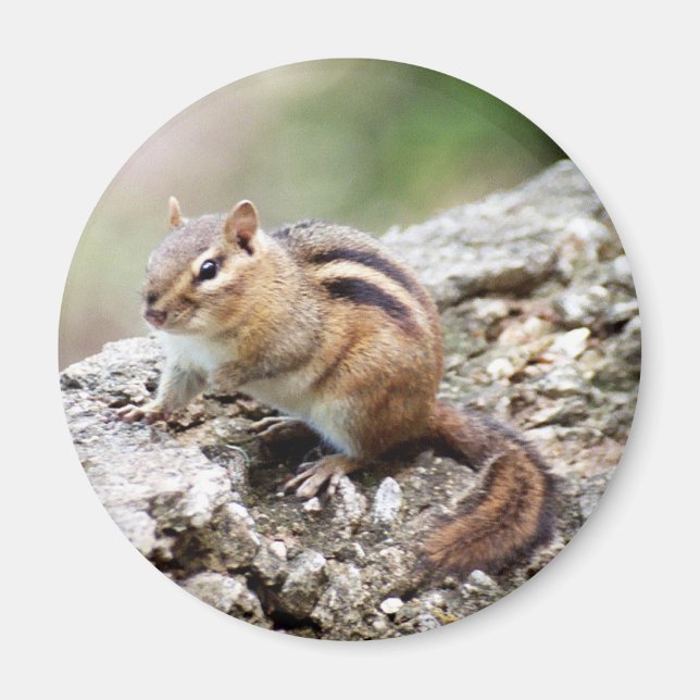 Chipmunk Magnet (Vorne)