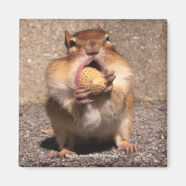 Chipmunk - Magnet (Vorne)