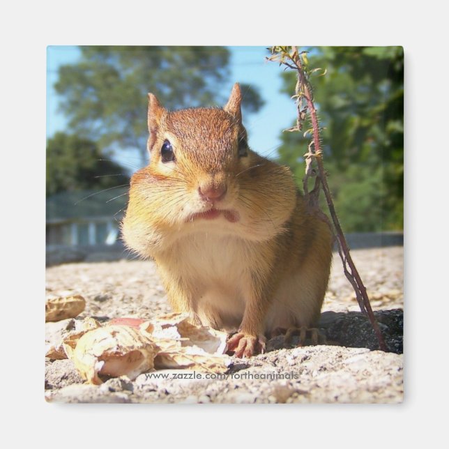 Chipmunk - Magnet (Vorne)