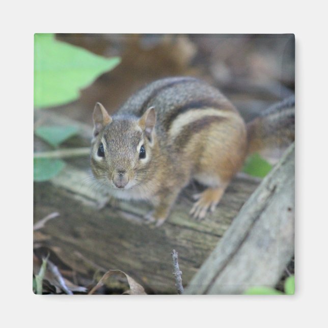 Chipmunk-Magnet Magnet (Vorne)