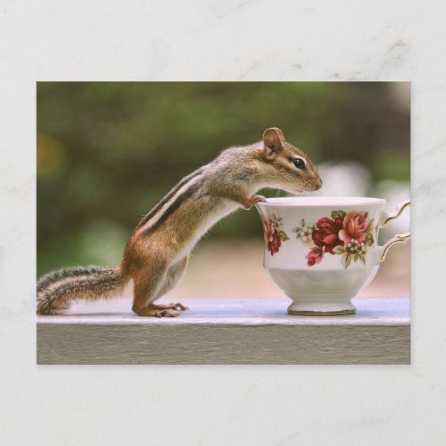 Chipmunk mit China Teacup Postkarte (Vorderseite)