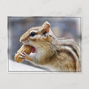 Chipmunk mit Erdnuss Postkarte