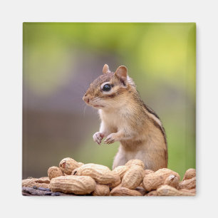 Chipmunk mit Erdnüssen Magnet