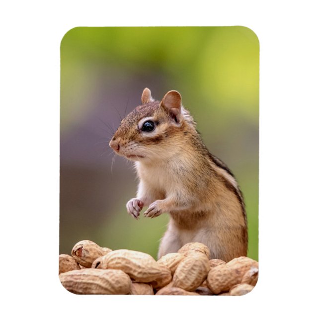Chipmunk mit Erdnüssen Magnet (Vertikal)