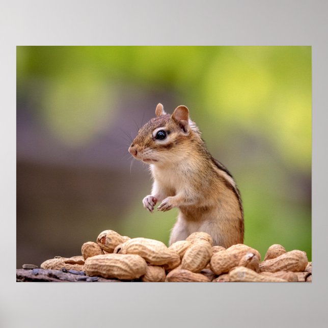 Chipmunk mit Erdnüssen Poster (Vorne)