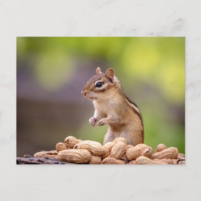 Chipmunk mit Erdnüssen Postkarte (Vorderseite)