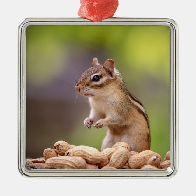 Chipmunk mit Erdnüssen Silbernes Ornament (Vorne)