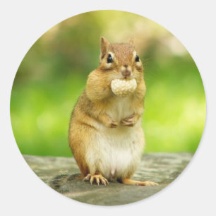 Chipmunk mit Leckerei Runder Aufkleber