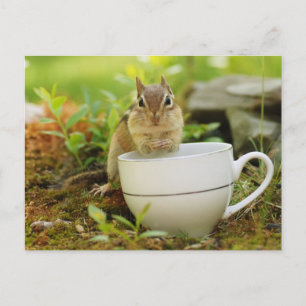 Chipmunk mit Teacup Postkarte