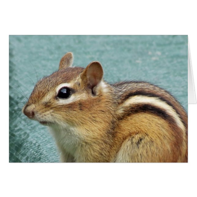 Chipmunk Nah up (Vorderseite (Horizontal))