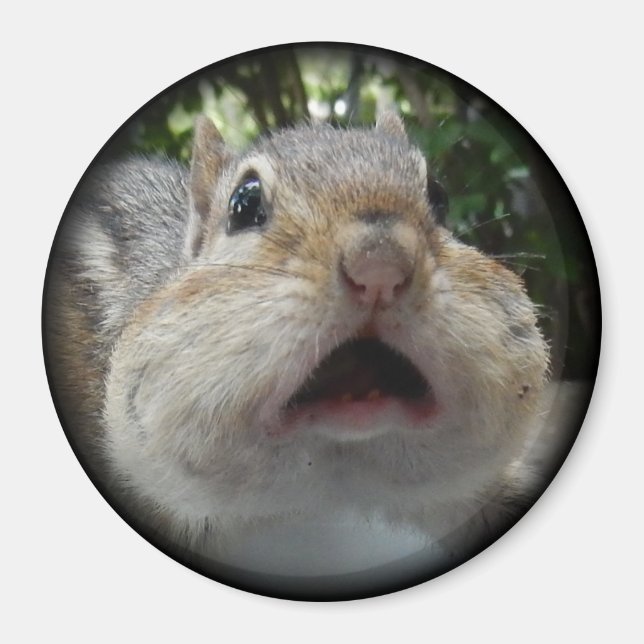 Chipmunk OMG Button. Magnet (Vorne)