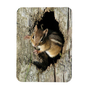 Chipmunk Peekout Magnet