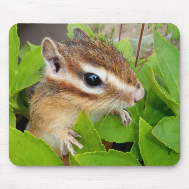 Chipmunk photo　(20-1) mousepad (Vorne)