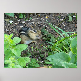 Chipmunk Photo In The Garden Eating Seeds  Poster