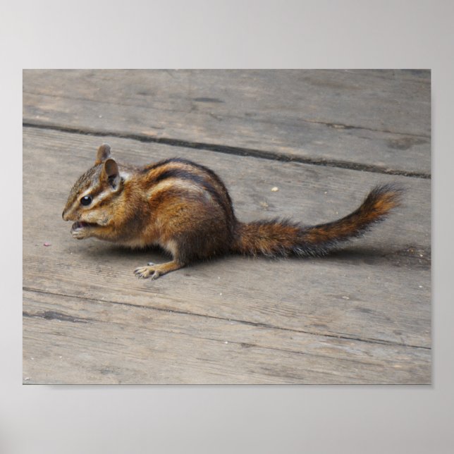 Chipmunk Poster (Vorne)