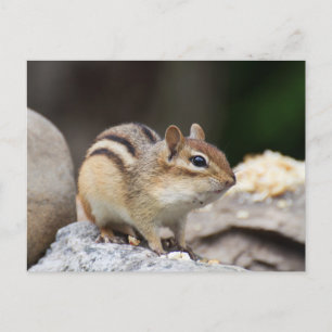 Chipmunk Postkarte