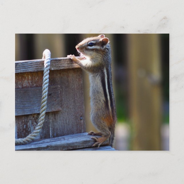 Chipmunk Postkarte (Vorderseite)