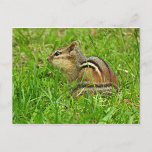 Chipmunk Postkarte