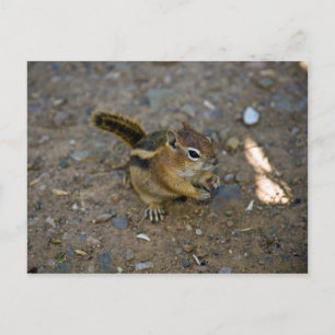 Chipmunk Postkarte