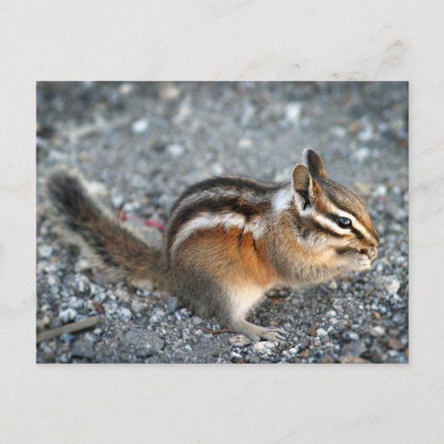 Chipmunk Postkarte (Vorderseite)